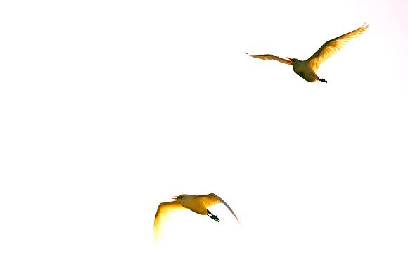 Bertazzoni, Nikon, Texas, bird, "black & white", feathers, fishing, "great Blue Heron", lake, migration, nature, park, peak, pond, swamp, "wading bird", wildlife, wings