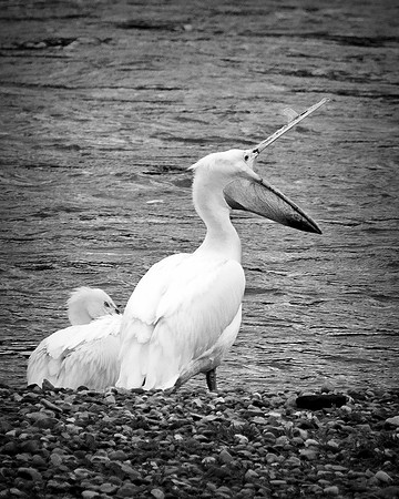 Bertazzoni, Kenya, Namibia, Pelican, "Walvis Bay", beak, colors, feathers, fishing, flying, hunting, lake, lakes, nature, nesting, ocean, "pink backed pelican", rivers, wings, "American White Pelican"