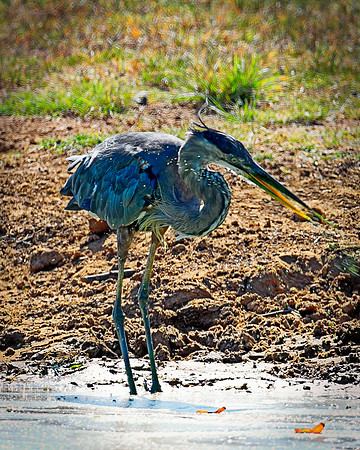 Bertazzoni, Nikon, Texas, bird, "black & white", feathers, fishing, "great Blue Heron", lake, migration, nature, park, peak, pond, swamp, "wading bird", wildlife, wings