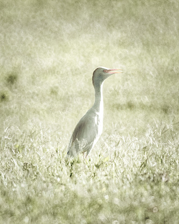 Bertazzoni, Jamaica, Nikon, artistic, beak, colors, feathers, fishing, "flying egret", heron, legs, migration, nature, nesting, panning, parade, pond, safari, swamp, "white egret"