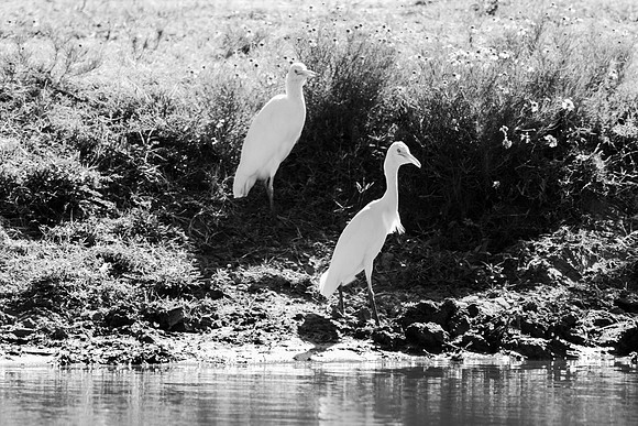 Bertazzoni, Nikon, Texas, bird, "black & white", feathers, fishing, "great Blue Heron", lake, migration, nature, park, peak, pond, swamp, "wading bird", wildlife, wings
