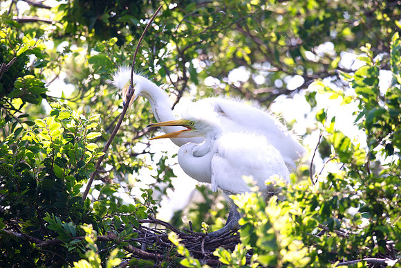 Bertazzoni, Jamaica, Nikon, artistic, beak, colors, feathers, fishing, "flying egret", heron, legs, migration, nature, nesting, panning, parade, pond, safari, swamp, "white egret"