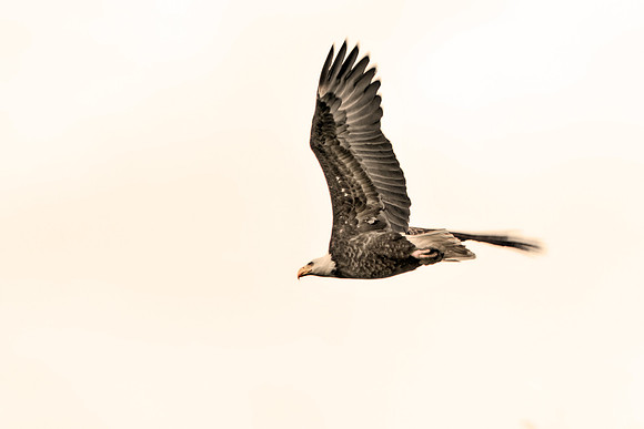 Bertazzoni, "Grand Teton", Nikon, "North America", USA, Yellowsyone, "bald eagle", beak, "birds of prey", claws, colors, eagle, feathers, flying, icon, nature, nest, predator, scenic, sky, wings, "bla