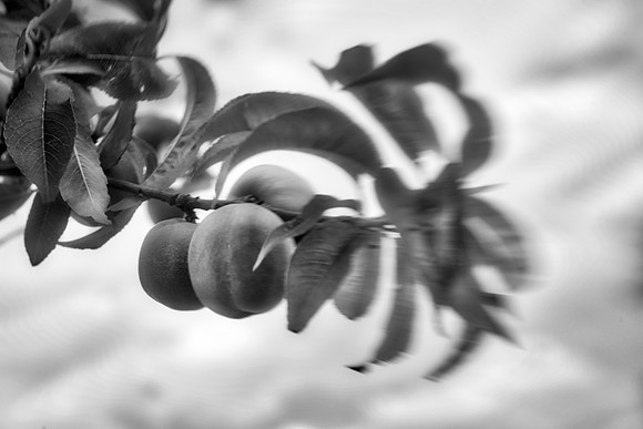 Bertazzoni, Bokeh, Lomography, Nikon, Petzval, flowers, garden, nature, nursery, petals, Peaches, scenic, spring, summer, yard, lensbaby