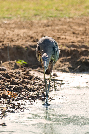 Bertazzoni, Nikon, Texas, bird, "black & white", feathers, fishing, "great Blue Heron", lake, migration, nature, park, peak, pond, swamp, "wading bird", wildlife, wings