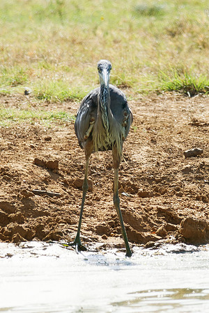 Bertazzoni, Nikon, Texas, bird, "black & white", feathers, fishing, "great Blue Heron", lake, migration, nature, park, peak, pond, swamp, "wading bird", wildlife, wings