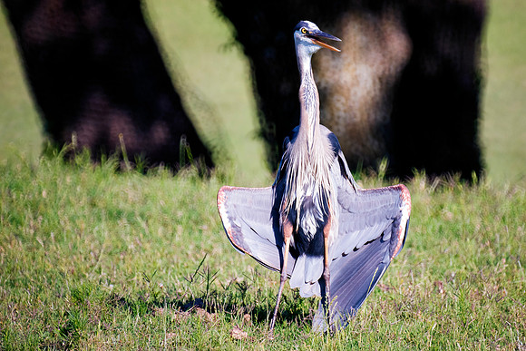 Africa, beak, bird, bird, black, claws, colors, colors, details, ducks, eating, feathers, flying, forest, garden, "grey heron", hen, hunting, jungle, park, posing, predator, prey, resting, safari, sav