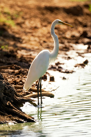 Bertazzoni, Nikon, Texas, bird, "black & white", feathers, fishing, "great Blue Heron", lake, migration, nature, park, peak, pond, swamp, "wading bird", wildlife, wings