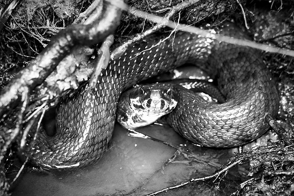 Bertazzoni, "Black & white", Nikon, USA, bite, camouflage, colors, cottonmouth, details, garden, insect, jungle, leather, nature, poison, reptile, scales, skin, snake, texas, trees, venom, zoo