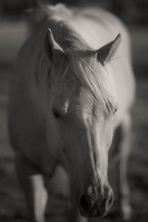 Bertazzoni, Texas, artistic, "black & white", head, horse, nature, nikon, "old plaque", west, equine