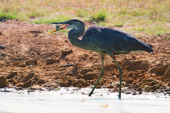 Bertazzoni, Nikon, Texas, bird, "black & white", feathers, fishing, "great Blue Heron", lake, migration, nature, park, peak, pond, swamp, "wading bird", wildlife, wings