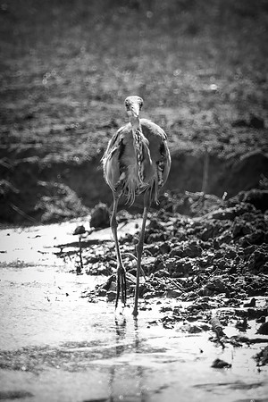 Bertazzoni, Nikon, Texas, bird, "black & white", feathers, fishing, "great Blue Heron", lake, migration, nature, park, peak, pond, swamp, "wading bird", wildlife, wings