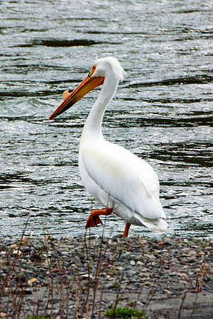 Bertazzoni, Kenya, Namibia, Pelican, "Walvis Bay", beak, colors, feathers, fishing, flying, hunting, lake, lakes, nature, nesting, ocean, "pink backed pelican", rivers, wings, "American White Pelican"