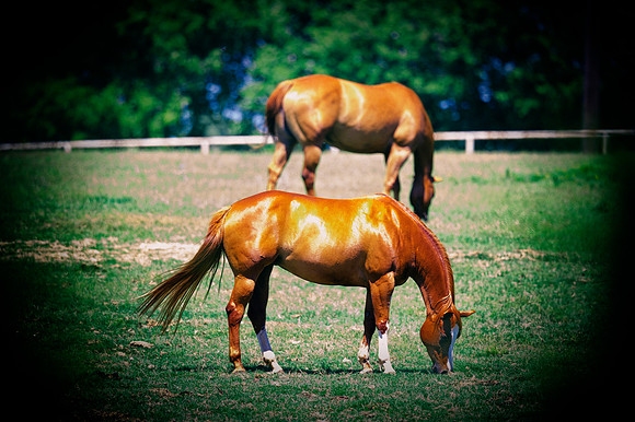 Bertazzoni, Indians, Nikon, Texas, apha, boys, bridles, burro, colors, "cow boys", donkey, "far west", halter, harness, herd, hoofs, horse, mustang, pack, paint, pioneers, portrait, "powerful horse",