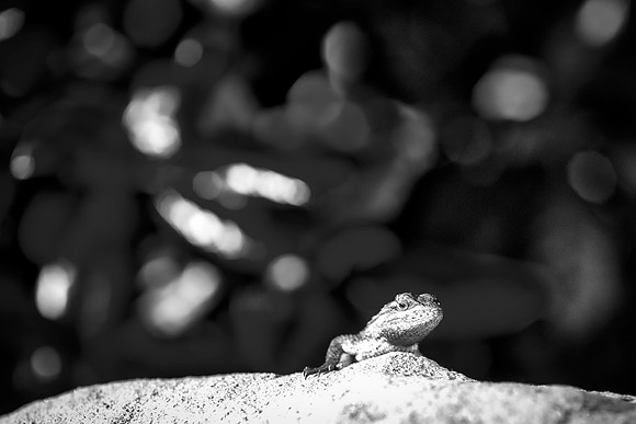 Bertazzoni, "Eastern Fence Lizard", Nikon, Texas, colors, garden, insect, leather, lizard, nature, reptile, skin, tail, tail, yard