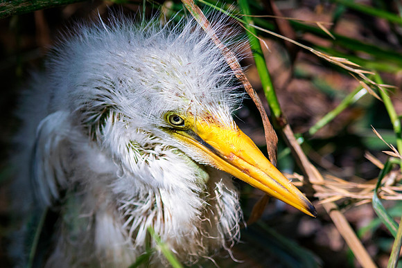 Bertazzoni, Jamaica, Nikon, artistic, beak, colors, feathers, fishing, "flying egret", heron, legs, migration, nature, nesting, panning, parade, pond, safari, swamp, "white egret"