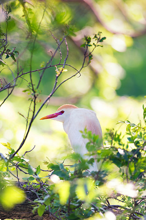 Bertazzoni, Jamaica, Nikon, artistic, beak, colors, feathers, fishing, "flying egret", heron, legs, migration, nature, nesting, panning, parade, pond, safari, swamp, "white egret"