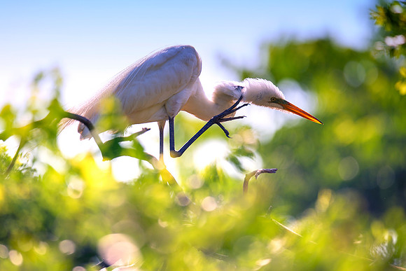 Bertazzoni, Jamaica, Nikon, artistic, beak, colors, feathers, fishing, "flying egret", heron, legs, migration, nature, nesting, panning, parade, pond, safari, swamp, "white egret"