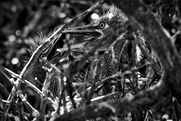 Bertazzoni, Jamaica, Nikon, artistic, beak, colors, feathers, fishing, "flying egret", heron, legs, migration, nature, nesting, panning, parade, pond, safari, swamp, "white egret"