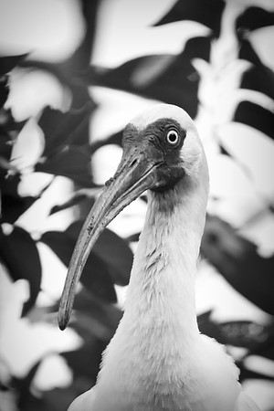 Bertazzoni, Jamaica, Nikon, artistic, beak, colors, feathers, fishing, "flying egret", heron, legs, migration, nature, nesting, panning, parade, pond, safari, swamp, "white egret"