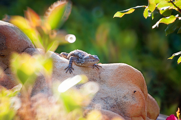 Bertazzoni, "Eastern Fence Lizard", Nikon, Texas, colors, garden, insect, leather, lizard, nature, reptile, skin, tail, tail, yard