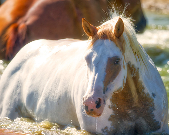 Bertazzoni, Indians, Nikon, Texas, apha, boys, bridles, burro, colors, couple, "cow boys", donkey, "far west", halter, harness, herd, hoofs, horse, mustang, pack, paint, pioneers, portrait, "powerful