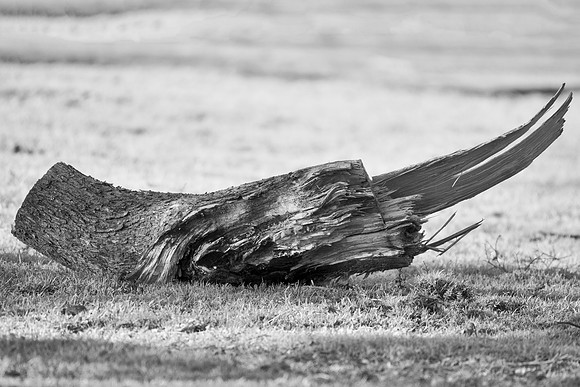 "broken log", "black & white", abstract, nature, artistic, countryside, garden, firewood, Nikon, Bertazzoni
