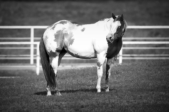 Bertazzoni, Indians, Nikon, Texas, apha, boys, bridles, burro, colors, couple, "cow boys", donkey, "far west", halter, harness, herd, hoofs, horse, mustang, pack, paint, pioneers, portrait, "powerful