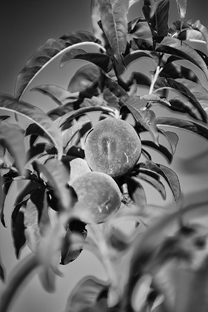 Bertazzoni, Bokeh, Lomography, Nikon, Peaches, Petzval, flowers, garden, lensbaby, nature, nursery, petals, scenic, spring, summer, yard, "black & white", abstract, artistic
