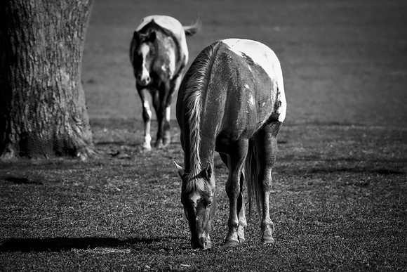 Bertazzoni, Indians, Nikon, Texas, apha, boys, bridles, burro, colors, "cow boys", donkey, "far west", halter, harness, herd, hoofs, horse, mustang, pack, paint, pioneers, portrait, "powerful horse",
