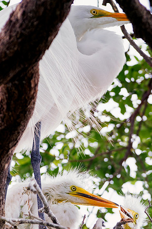 Bertazzoni, Jamaica, Nikon, artistic, beak, colors, feathers, fishing, "flying egret", heron, legs, migration, nature, nesting, panning, parade, pond, safari, swamp, "white egret"