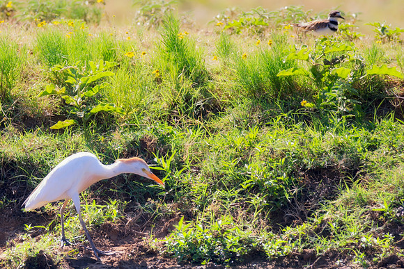Bertazzoni, Nikon, Texas, bird, "black & white", feathers, fishing, "great Blue Heron", lake, migration, nature, park, peak, pond, swamp, "wading bird", wildlife, wings