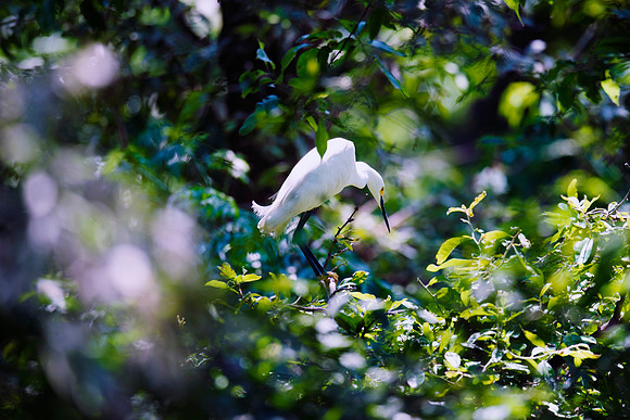 Bertazzoni, Jamaica, Nikon, artistic, beak, colors, feathers, fishing, "flying egret", heron, legs, migration, nature, nesting, panning, parade, pond, safari, swamp, "white egret"