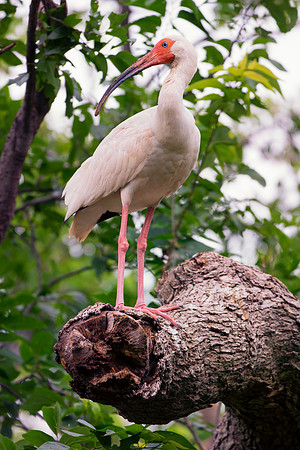 Bertazzoni, Jamaica, Nikon, artistic, beak, colors, feathers, fishing, "flying egret", heron, legs, migration, nature, nesting, panning, parade, pond, safari, swamp, "white egret"