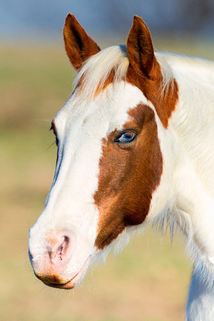 "powerful horse",Bertazzoni, Indians, Nikon, Texas, apha, boys, burro, colors, "cow boys", donkey, "far west", herd, horse, mustang, pack, paint, pioneers, portrait, prairie, riding, saddle, scenic, s