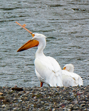 Bertazzoni, Kenya, Namibia, Pelican, "Walvis Bay", beak, colors, feathers, fishing, flying, hunting, lake, lakes, nature, nesting, ocean, "pink backed pelican", rivers, wings, "American White Pelican"