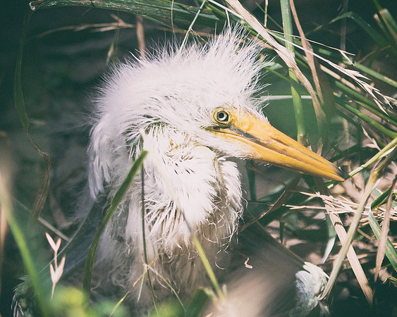 Bertazzoni, Jamaica, Nikon, artistic, beak, colors, feathers, fishing, "flying egret", heron, legs, migration, nature, nesting, panning, parade, pond, safari, swamp, "white egret"