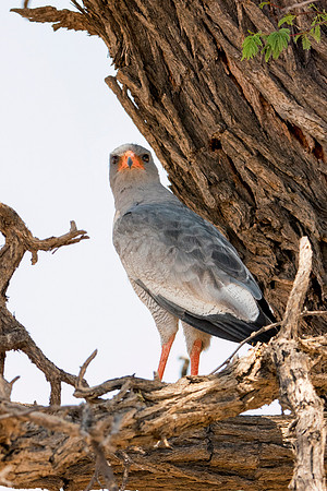 Africa, Africa, Bertazzoni, Nikon, "Southern Pale Chanting Goshawk", beak, bird, claws, colors, details, eagle, eating, feathers, flying, forest, garden, hawk, hunting, jungle, nest, park, posing, pre