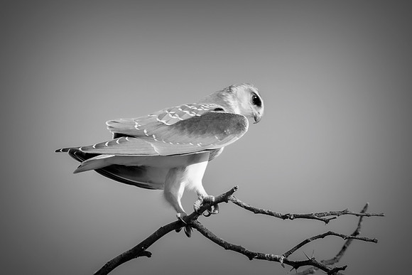 Black Shouldered Kite