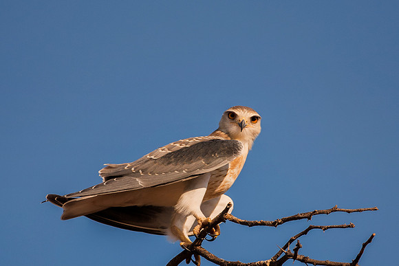 Black Shouldered Kite