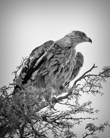 Africa, Africa, Bertazzoni, Nikon, "Southern Pale Chanting Goshawk", beak, bird, claws, colors, details, eagle, eating, feathers, flying, forest, garden, hawk, hunting, jungle, nest, park, posing, pre