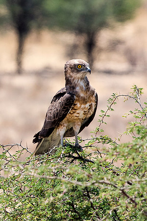 Africa, Africa, Bertazzoni, Nikon, "Southern Pale Chanting Goshawk", beak, bird, claws, colors, details, eagle, eating, feathers, flying, forest, garden, hawk, hunting, jungle, nest, park, posing, pre