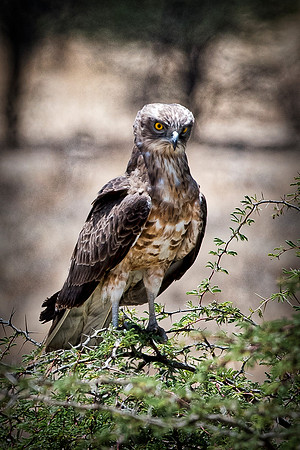 Africa, Africa, Bertazzoni, Nikon, "Southern Pale Chanting Goshawk", beak, bird, claws, colors, details, eagle, eating, feathers, flying, forest, garden, hawk, hunting, jungle, nest, park, posing, pre