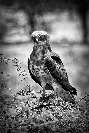 Africa, Africa, Bertazzoni, Nikon, "Southern Pale Chanting Goshawk", beak, bird, claws, colors, details, eagle, eating, feathers, flying, forest, garden, hawk, hunting, jungle, nest, park, posing, pre