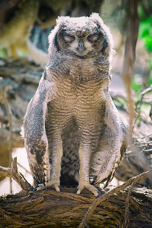 Africa, Africa, Bertazzoni, Nikon, "Southern Pale Chanting Goshawk", beak, bird, claws, colors, details, eagle, eating, feathers, flying, forest, garden, hawk, hunting, jungle, nest, park, posing, pre