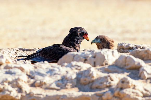 Africa, Africa, Bertazzoni, Nikon, "Southern Pale Chanting Goshawk", beak, bird, claws, colors, details, eagle, eating, feathers, flying, forest, garden, hawk, hunting, jungle, nest, park, posing, pre