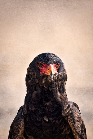 Africa, Africa, Bertazzoni, Nikon, "Southern Pale Chanting Goshawk", beak, bird, claws, colors, details, eagle, eating, feathers, flying, forest, garden, hawk, hunting, jungle, nest, park, posing, pre