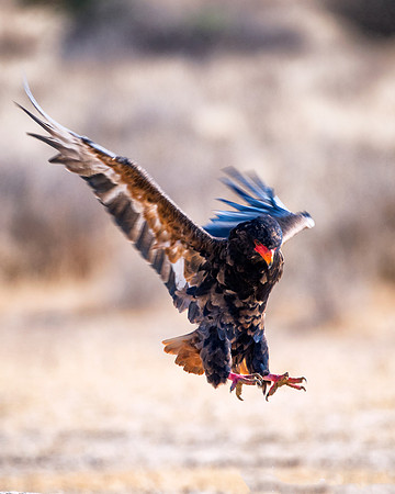 Africa, Africa, Bertazzoni, Nikon, "Southern Pale Chanting Goshawk", beak, bird, claws, colors, details, eagle, eating, feathers, flying, forest, garden, hawk, hunting, jungle, nest, park, posing, pre