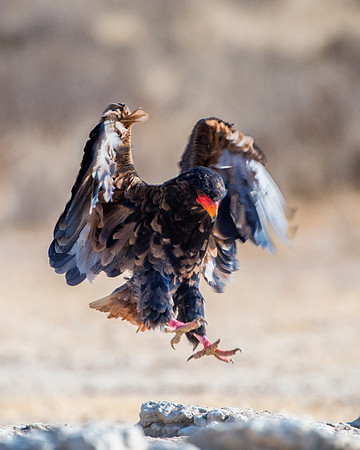 Africa, Africa, Bertazzoni, Nikon, "Southern Pale Chanting Goshawk", beak, bird, claws, colors, details, eagle, eating, feathers, flying, forest, garden, hawk, hunting, jungle, nest, park, posing, pre
