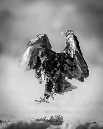 Africa, Africa, Bertazzoni, Nikon, "Southern Pale Chanting Goshawk", beak, bird, claws, colors, details, eagle, eating, feathers, flying, forest, garden, hawk, hunting, jungle, nest, park, posing, pre